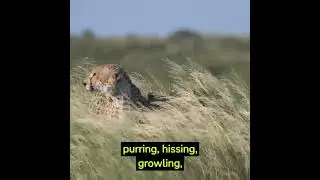 cheetah facts