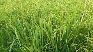 Matatag at Magandang Pamumunga sa Ganitong Variety ng Palay. Palay Farming Update Part 1