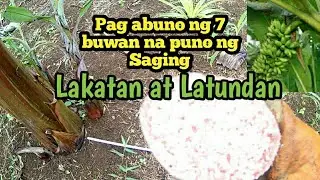 7 Buwan Paano nga mag Abuno ng punong Saging ng Latundan at Lakatan