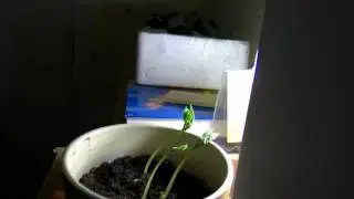 День триффидов (The Day of the Triffids)