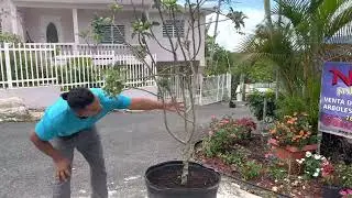 Arbol de manzana tropical produciendo en tiesto grande.
