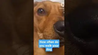 How often do you walk your dog
