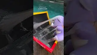 Эти способы ни раз мне помогали спасти животных которые попадали в клей для мышей или мух