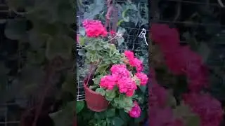 Пеларгония коллекция #садиогород  #пеларгония  #цветынадаче  #герань  #лето