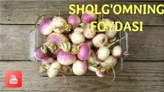 Sholg'om va uning foydasi
