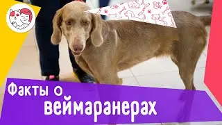 5 интересных фактов о веймаранерах