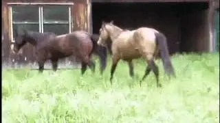 Spud Trotting 2