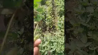 #viralnews #mehnat #caustic #Kisan