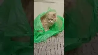 Вот повезло мне 🐱, не дурак я родился ❗👍😁