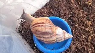 КАК ДЕЛА У УЛИТОЧЕК🐌/ДЕЛАЕМ СМЕСЬ ДЛЯ ПОДКОРМКИ😜🍂