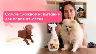 Проще способа не знаю. Как удалить запах мочи собак и кошек. Обзор спрея