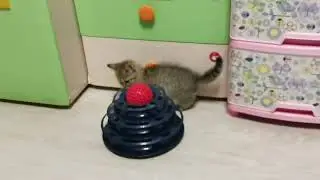 Котята Шотландские Прямоухие Чистокровные в продаже 89686112288