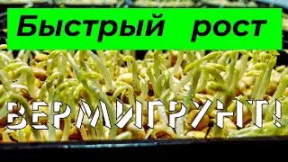 Микрозелень гороха. Вермигрунт. 