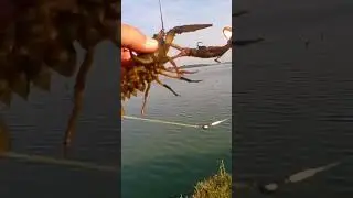 На безрыбье и рак рыба #fishing #рыбалка #окунь #carpfishing #fish #карп