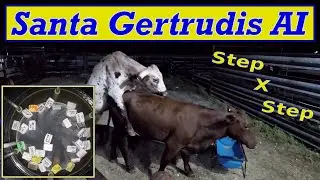 Cattle AI Process: Santa Gertrudis