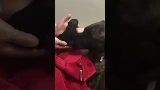 Newborn Paws: Welcome to the World!