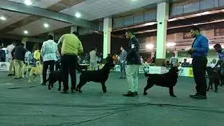 Labrador show Bangalore 2018