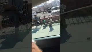 SMARTEST GUARD DOG EVER 😂🤣 #cute #australianshepherd #puppy #funny #viral #shorts #militarydog