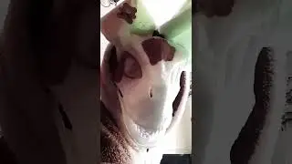 какой чудесный день у нас в иТалиЯ #фурри #рекомендации #мяв