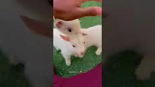اقزام الماعز