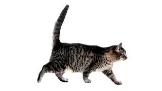 кот