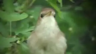 Nightingale  improved sound
