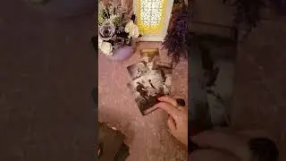 Его несмываемый позор!