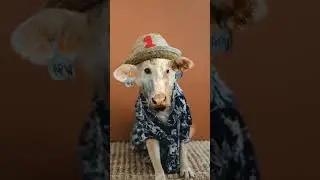 Dog and Cow