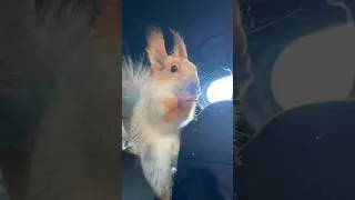 Мой Чип Бро😎 