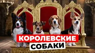 5 любимых пород собак британской королевской семьи!