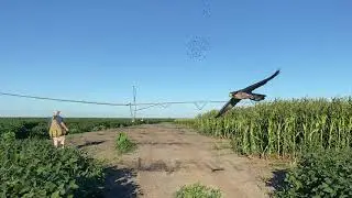Falconry Abatement
