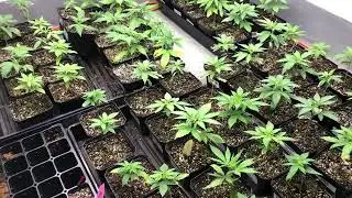 Taking care of cannabis seedlings