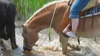 Ein Haflinger erobert mein Herz
