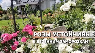 РОЗЫ УСТОЙЧИВЫЕ К ЗАМОРОЗКАМ | Сорта роз устойчивых к заморозкам