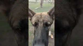 сколько раз в день собаку кормить? Как часто  кормить собаку? 