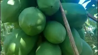 Tips on growing papayas organically