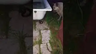 Собака нашла ужа