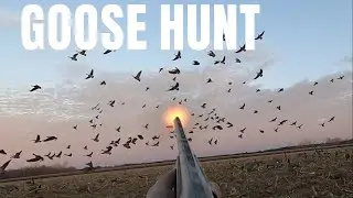 GOOSE HUNT (Bernache du Canada) chasse à l’outarde