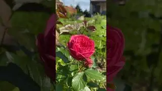 Роза Pink Piano второй год в моем саду 💞 #розы #садоводство #цветынадаче