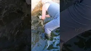 Чип энд Дейл. Спасение утят