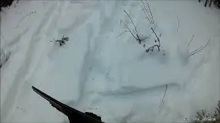 охота на зайца беляка с пегой гончей.разделка зайца