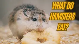 What do Hamsters Eat - What can Hamster eat - What to feed Hamster