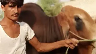 Bull 🐂 🐂 🐂 🐂 qurbani ka janwer Peshawar sale krna  kaliye load kr rha hain