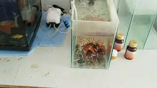 ciklet  balıklarımız yeni tankına kavuştu....