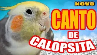 Canto de Calopsita #calopsitas #calopsita