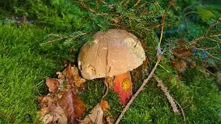 Erste Pilze (Röhlinge) aus dem Netzbachtal in Saarbrücken