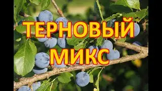 Настойка терновый микс