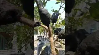 Unique Citrus Grafting #129 #shorts