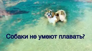 Ши - тцу первый раз плавает в речке / Как научить собаку плавать ?