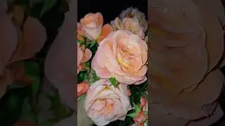Роза🌹- огонь🔥!  Ньюсфлеш.